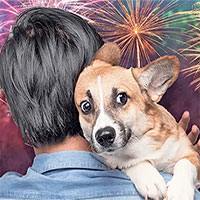 Tại sao một số giống chó lại sợ pháo hoa hơn bình thường?