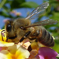 Liệu côn trùng có cảm thấy đau đớn như con người?