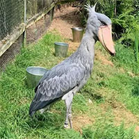 Loài chim kì lạ có cái mỏ như chiếc giày sắp tuyệt chủng, con người sốt sắng lo bảo tồn