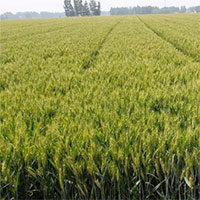 Trung Quốc tạo ra cây đột biến trong vũ trụ