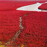 Bãi biển độc đáo ở Trung Quốc: Bình thường trong xanh nhưng đến mùa thu chuyển màu đỏ sặc sỡ đẹp mê hồn