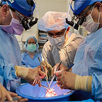 Hai người chết não được ghép tim lợn