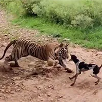 Hổ nằm giả chết như thật khiến chú chó mắc bẫy