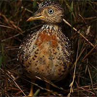 Loài chim cổ xưa 