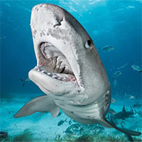 So sánh lực cắn của cá mập hổ và cá mập đầu búa
