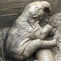 Ba giờ chạy đua giải cứu voi mẹ và voi con mắc kẹt dưới cống