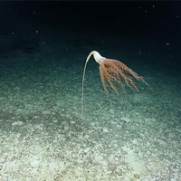 Thước phim hiếm về bút biển ở độ sâu 3.000 m