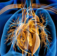 Đột phá mới trong chế tạo tim nhân tạo, phù hợp với con người