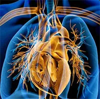 Đột phá mới trong chế tạo tim nhân tạo, phù hợp với con người