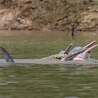 Hành động lạ của cá heo Bolivia khiến các nhà khoa học đau đầu