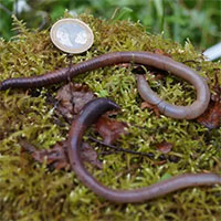 Sau khi xảy ra đại tuyệt chủng, đây là loài vật có khả năng hồi sinh mạnh mẽ nhất