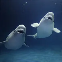 Cực kỳ thông minh và đáng yêu, cá voi Beluga còn có một năng lực đặc biệt khiến con người phải rùng mình