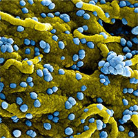 WHO tuyên bố đợt bùng phát loại virus mới