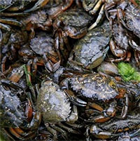 Mỹ biến cua xâm hại thành rượu whisky