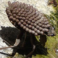 Phát hiện dấu tích cổ xưa nhất về bản năng bảo vệ trứng của côn trùng