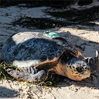 Hàng chục con rùa biển quý hiếm bị tàn sát ở Nhật Bản
