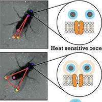 Các nhà khoa học đã có thể điều khiển não ruồi từ xa