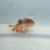 Vòng đời của bạch tuộc: Cha mẹ sinh sản, chết và con mồ côi