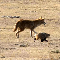 Tình bạn kỳ lạ trong tự nhiên: Chó sói đồng cỏ và lửng mật cùng hợp tác để săn mồi