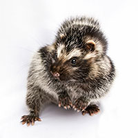 Cách duy trì sự sống của loài gặm nhấm độc nhất trên thế giới