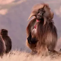 Loài khỉ gelada đang cố gắng thuần hóa chó sói giống như cách con người đã làm trong quá khứ!