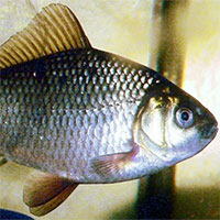 Cá diếc tự nhân bản xâm chiếm châu Âu