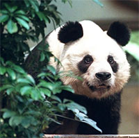 Gấu trúc đực già nhất thế giới được an tử ở Hong Kong