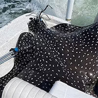 Cá đuối nặng gần 200kg nhảy lên thuyền sinh con