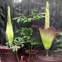 Hoa xác thối khổng lồ nở liên tiếp ở Bắc Kinh
