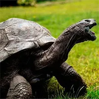 Bí quyết "trẻ mãi không già" của động vật máu lạnh
