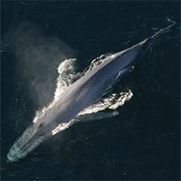 Cáp quang dưới biển có thể được sử dụng để ghi âm lại tiếng cá voi và xem chúng đang làm gì