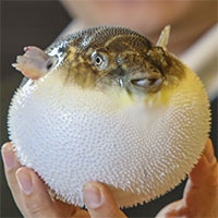 Nghiên cứu tạo ra thuốc giảm đau từ độc tố của cá nóc