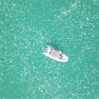 Ô nhiễm môi trường tạo điều kiện cho bầy sứa xâm chiếm bãi biển