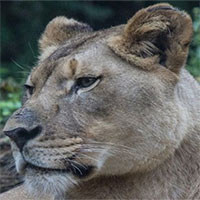 Sư tử đực giết bạn tình ngay lần đầu gặp mặt