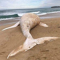 Xác cá voi lưng gù trắng cực hiếm dạt vào bãi biển Australia