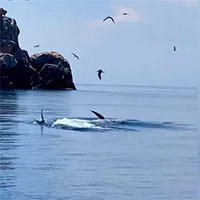 Du khách phấn khích ngắm cá voi xanh dài 12m xuất hiện ở biển Đề Gi - Bình Định