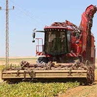 Công nghệ mới giúp Ai Cập trồng củ cải đường trên sa mạc