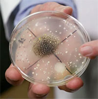 Vi sinh vật, nấm mốc 