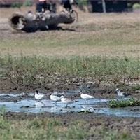 40 độ C ở Anh khiến chim rơi từ trên trời, nhiều động vật chết khô