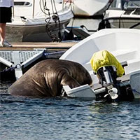 Voi biển Na Uy trèo lên du thuyền để ngủ