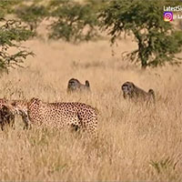 Đụng độ đàn khỉ đầu chó, báo săn bị rượt chạy 