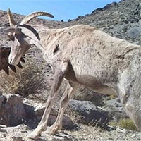 Đại bàng vàng đối đầu cừu sừng lớn, bảo vệ lãnh thổ