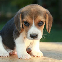 Lần đầu tiên chó ra đời nhờ phương pháp biến đổi gene kết hợp với nhân bản