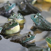 Chỉ 2 loài ếch và rắn xâm lấn làm thế giới mất 16 tỉ USD thiệt hại