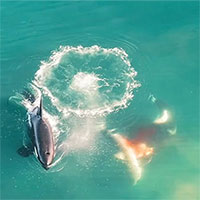 Bầy cá voi sát thủ 