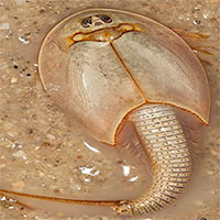 Người dân Trung Quốc phát hiện sinh vật lạ 3 mắt có từ thời kỳ khủng long