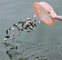 Phóng sinh sai cách là giết hại động vật