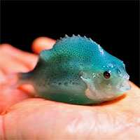 Những phát hiện đột phá về cá vây tròn