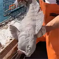 Cá sói "khủng" diệt toàn bộ tôm hùm trong lưới của ngư dân Mỹ