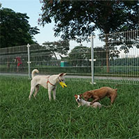 Công viên dành cho chó đầu tiên tại Hà Nội